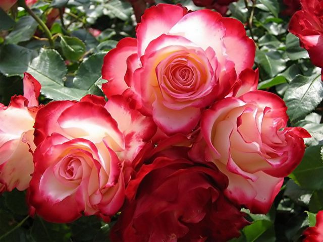 rose mamma